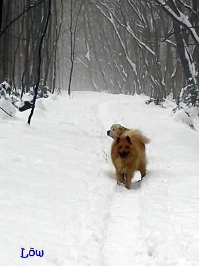 Februar 2013: Winterwald